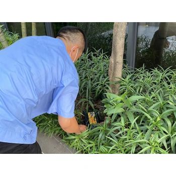 園林綠（lǜ）化滅治白蟻