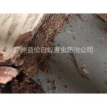 荔灣（wān）倉庫白蟻滅治
