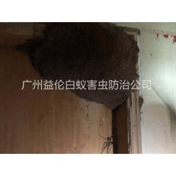 南沙橫瀝滅治白（bái）蟻巢