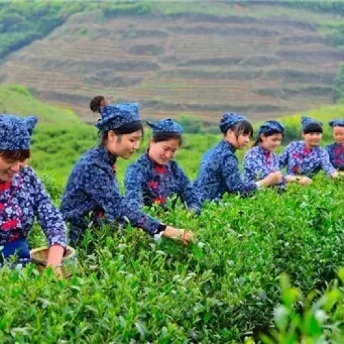 炎陵縣配備農藥殘留檢測儀來做好抽樣（yàng）檢測